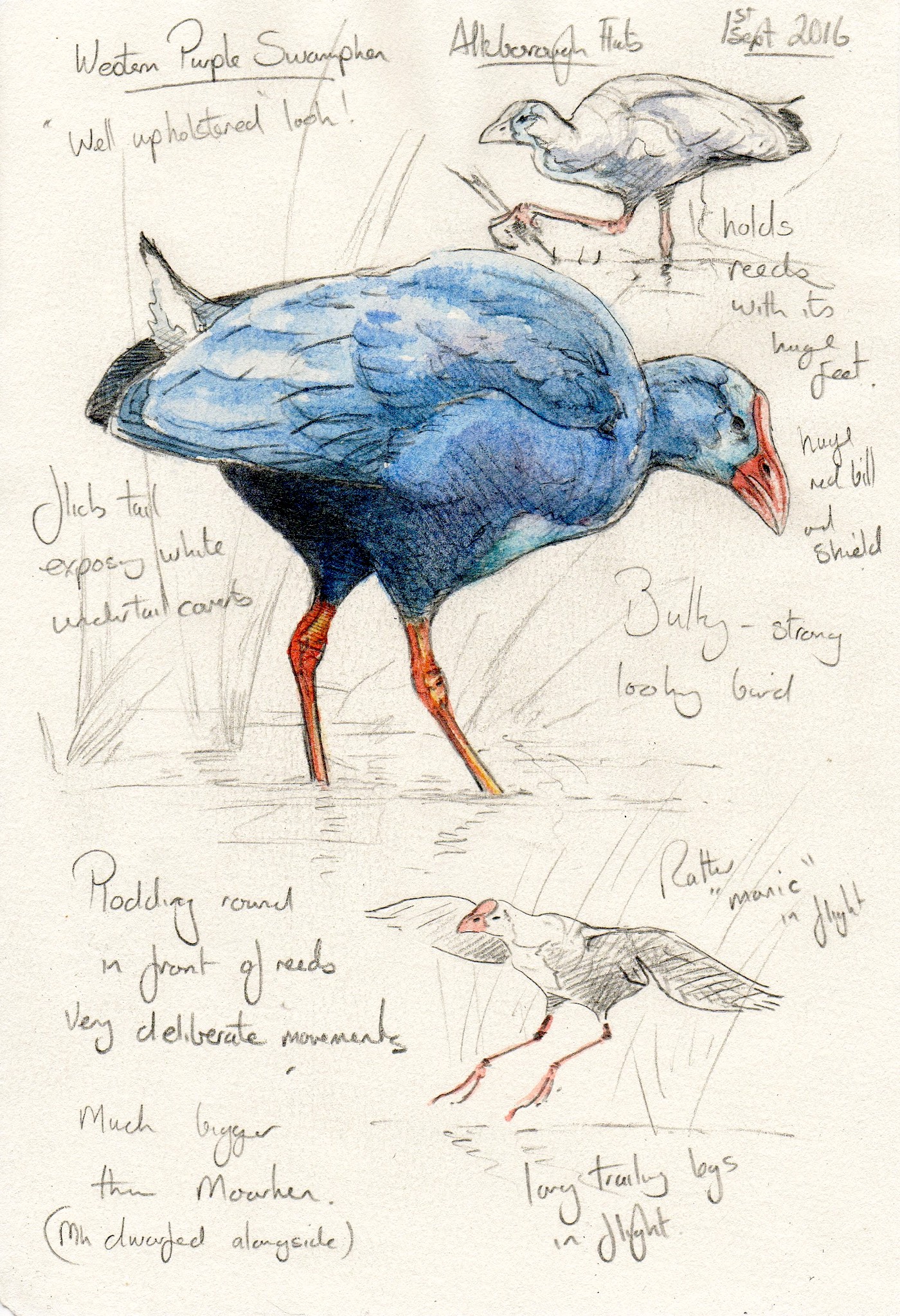 WesternSwamphen 010916 Alkborough StephThorpe