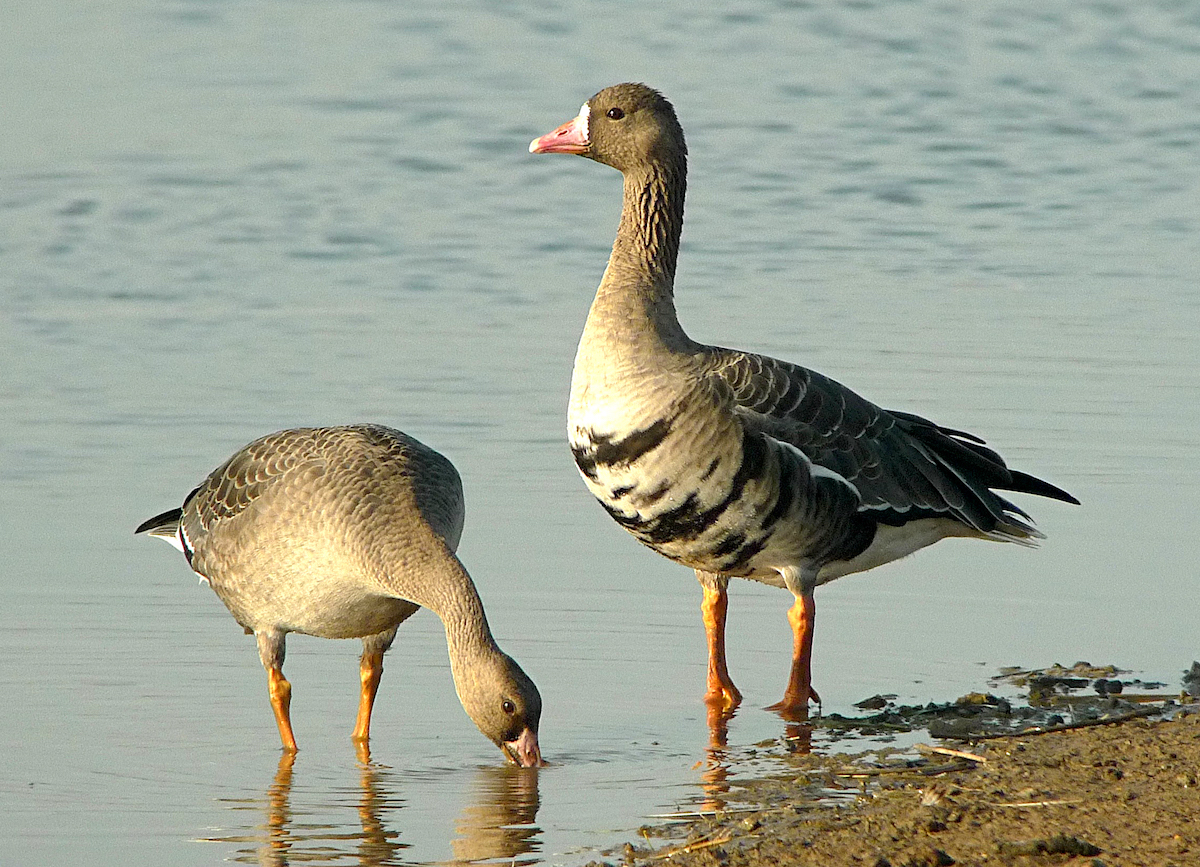 WhiteFrontedGeese 131111 GibPoint PaulNeale