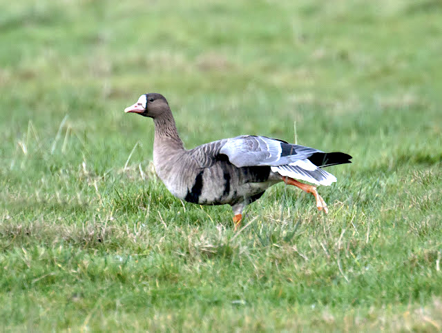 WhiteFrontedGoose 181216 FarIngs GPCatley