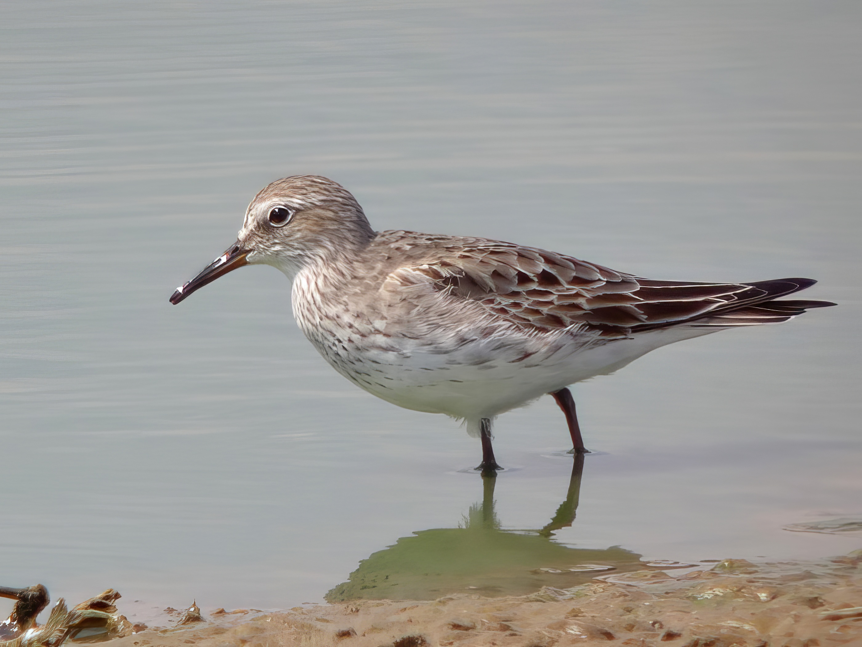 WhiteRumpedSandpiper 290714 GibPoint RHayes topaz enhance