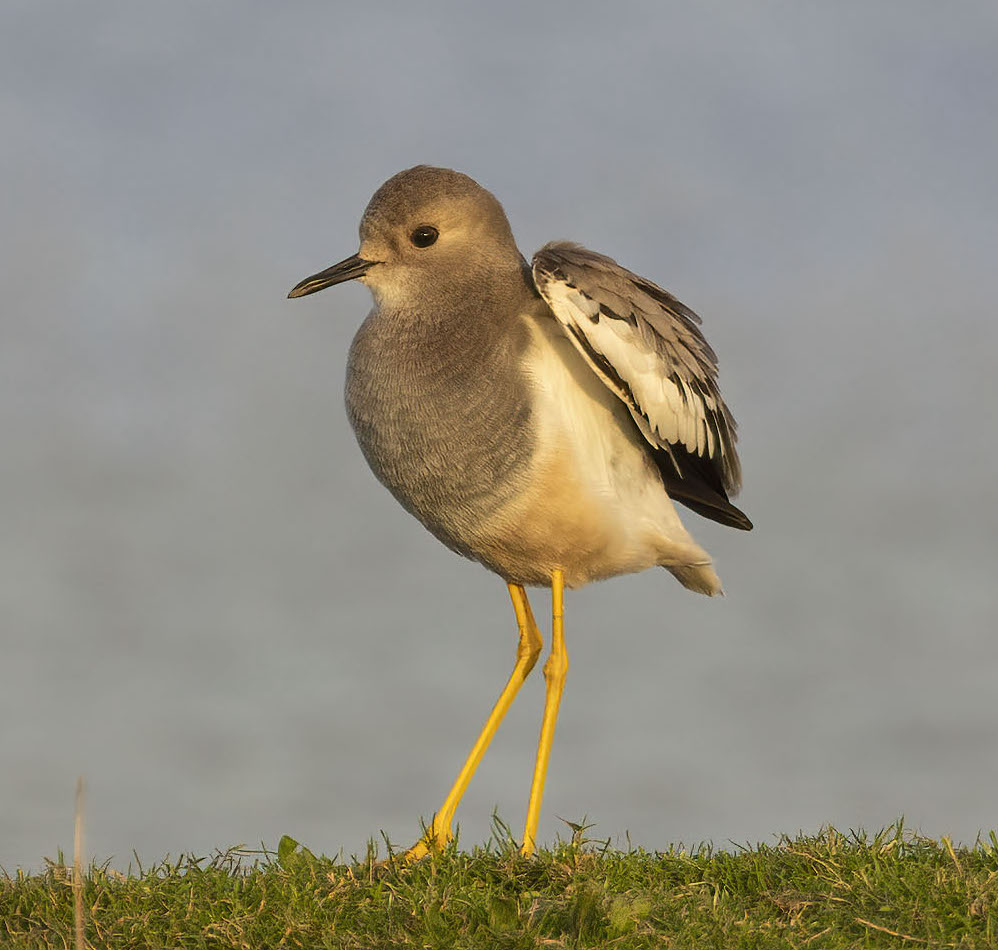 WhiteTailedLapwing1 311221 EastHalton GPCatley