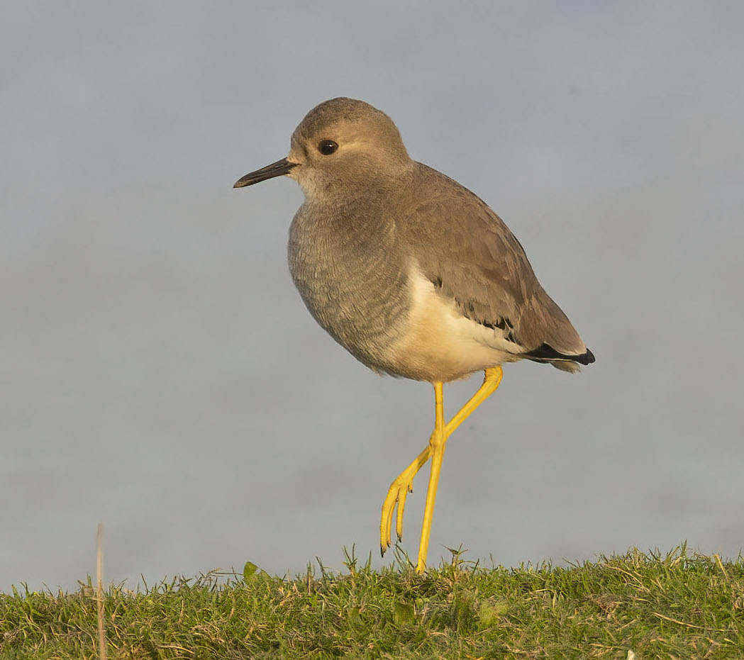WhiteTailedLapwing3 311221 EastHalton GPCatley