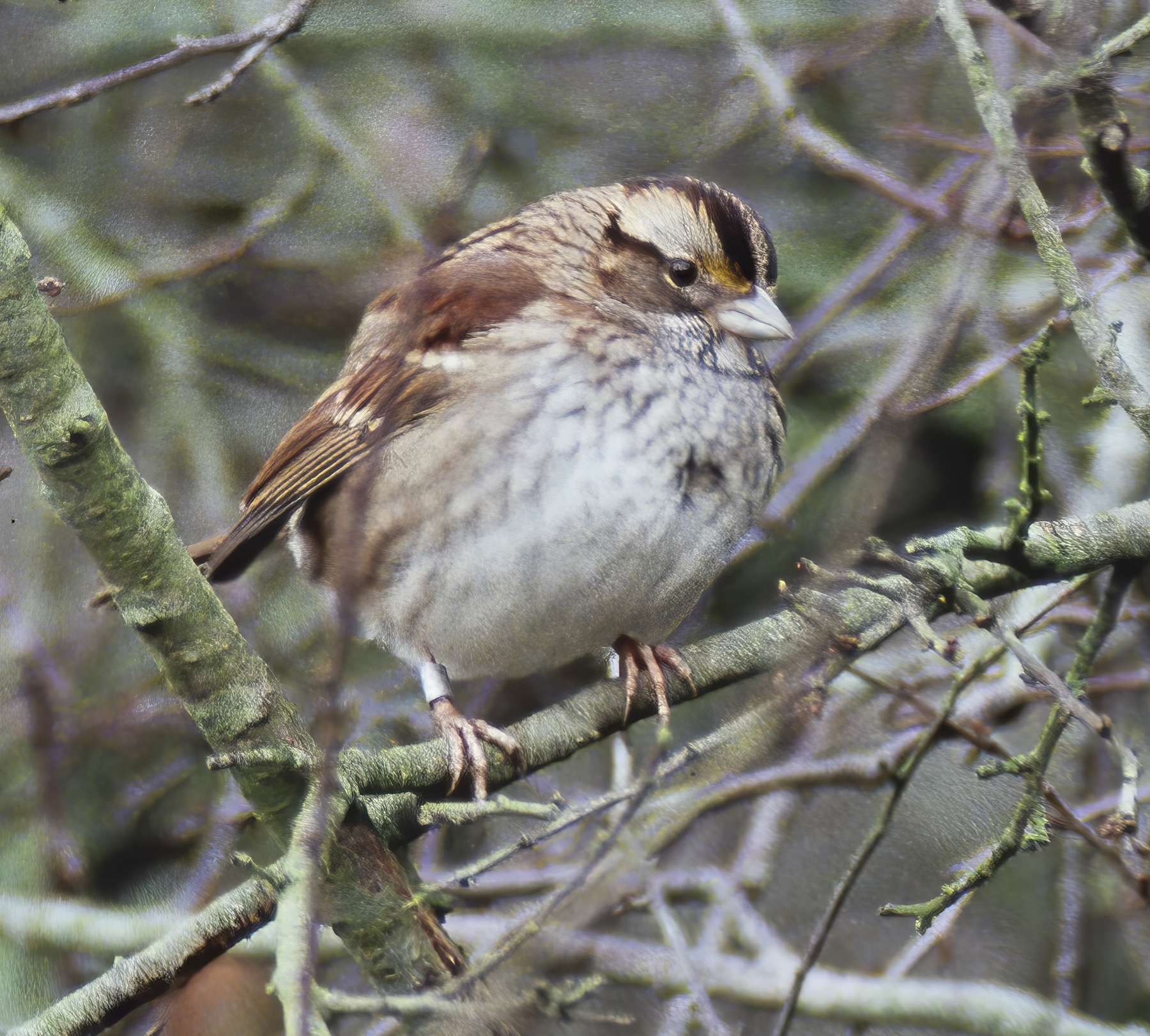 WhiteThroatedSparrow1 061292 Willingham GPCatley topaz enhance