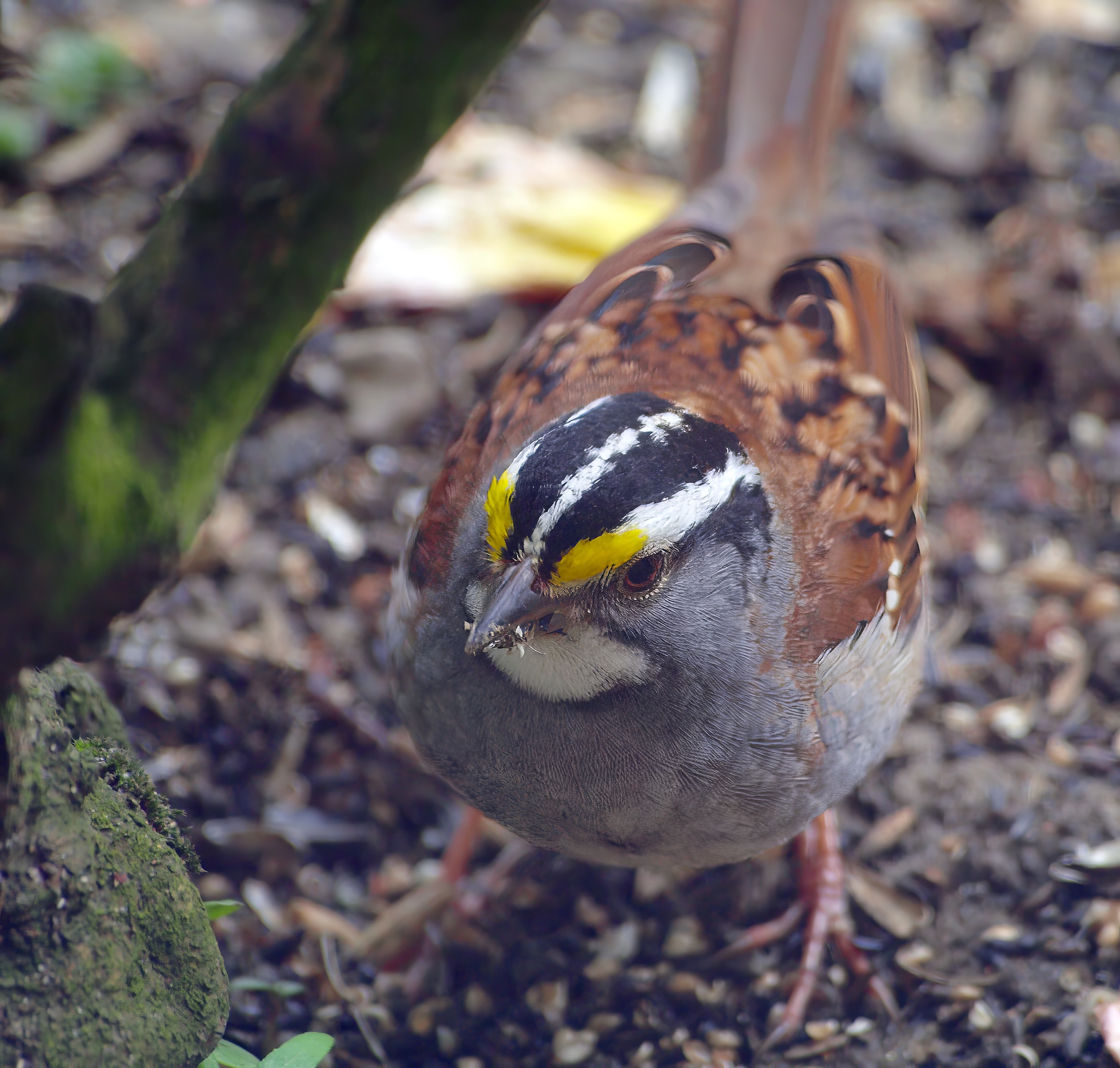 WhiteThroatedSparrow2 180610 Fulbeck RMHigh topaz enhance sharpen