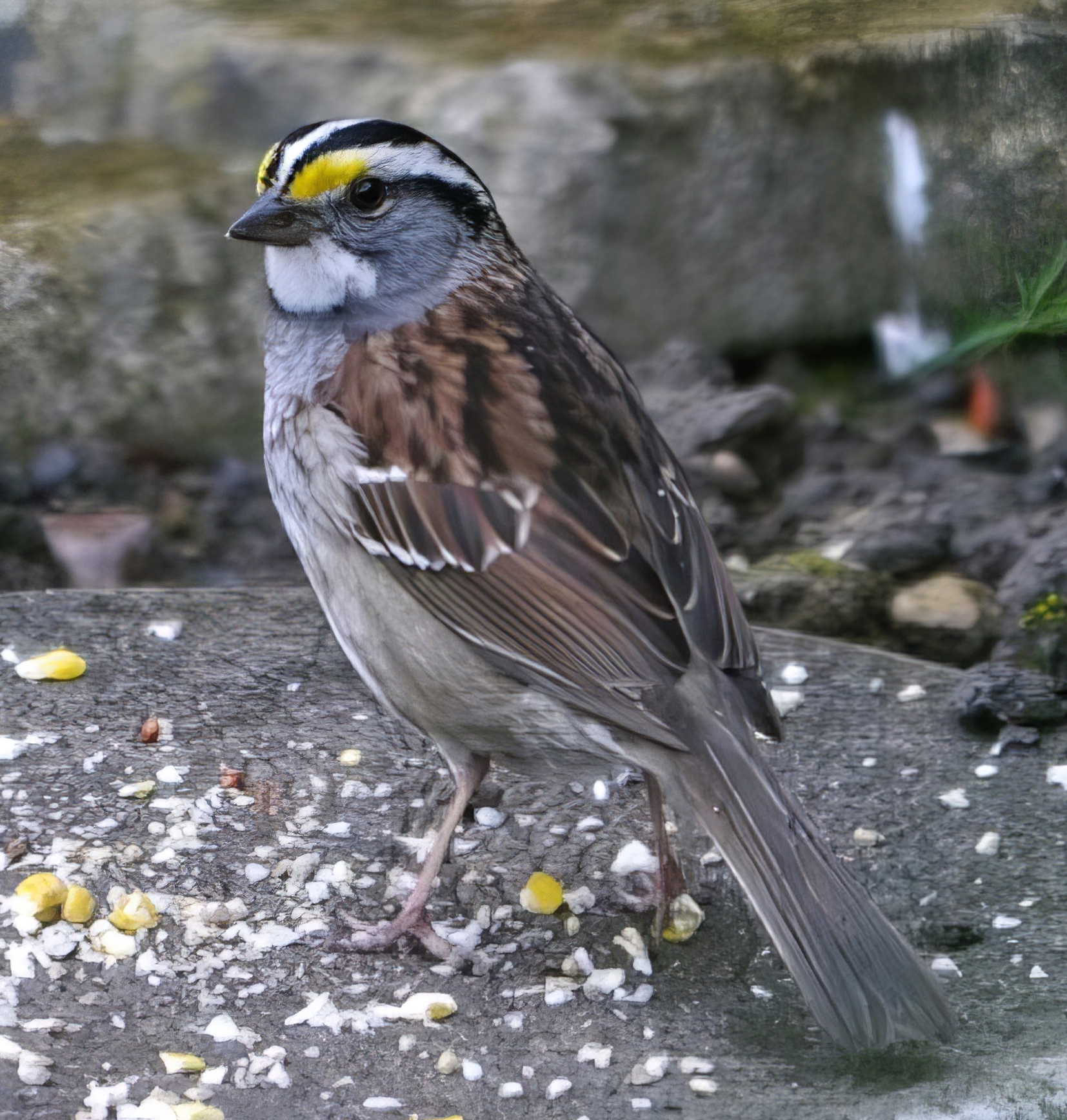 WhiteThroatedSparrow 280513 Spalding SteveLyon topaz enhance