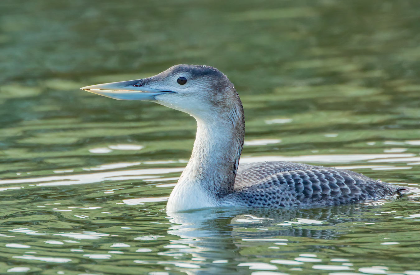 WhitebilledDiver 220117 Stixwould MJohnson