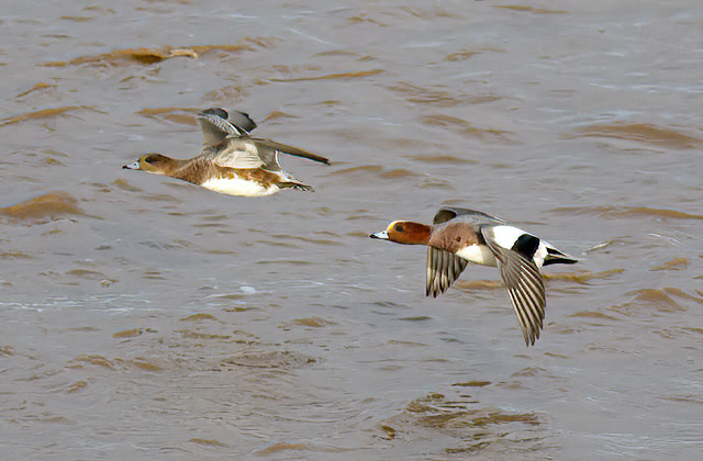 Wigeon 131115 HumberBank GPCatley SharpenAI Motion