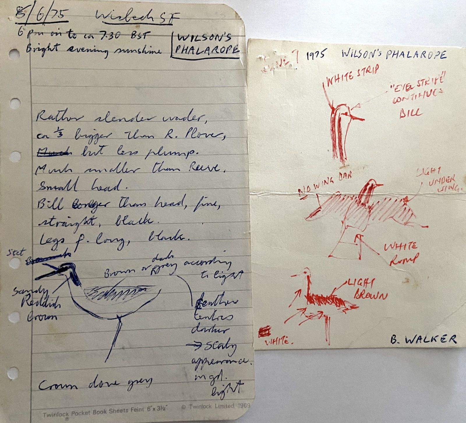 WilsonsPhalarope 080675 WisbechSTW BWalker