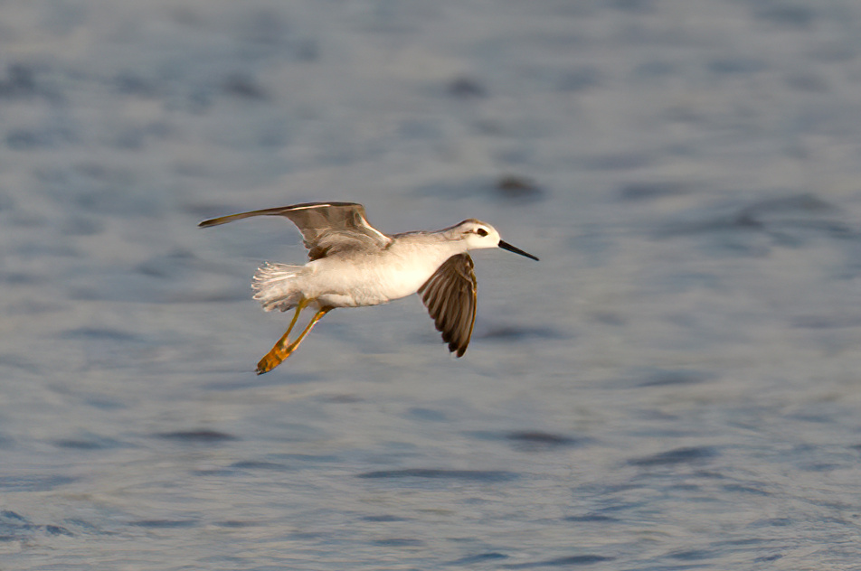 WilsonsPhalarope Alkborough Flats 160908 GPCatley SharpenAI Motion