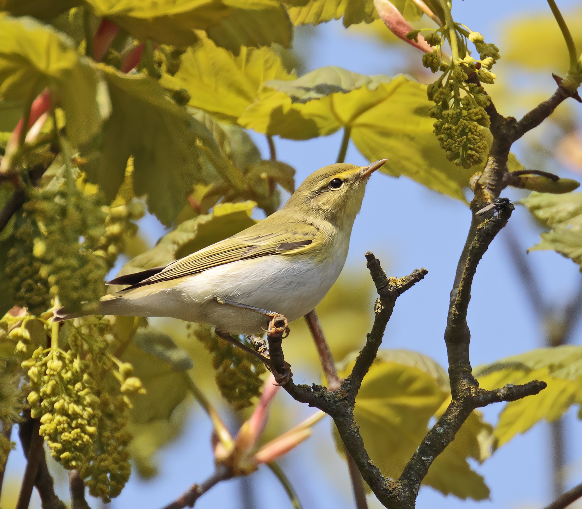WoodWarbler SeaviewFarm STNNR 080516 GPCatley topaz enhance sharpen