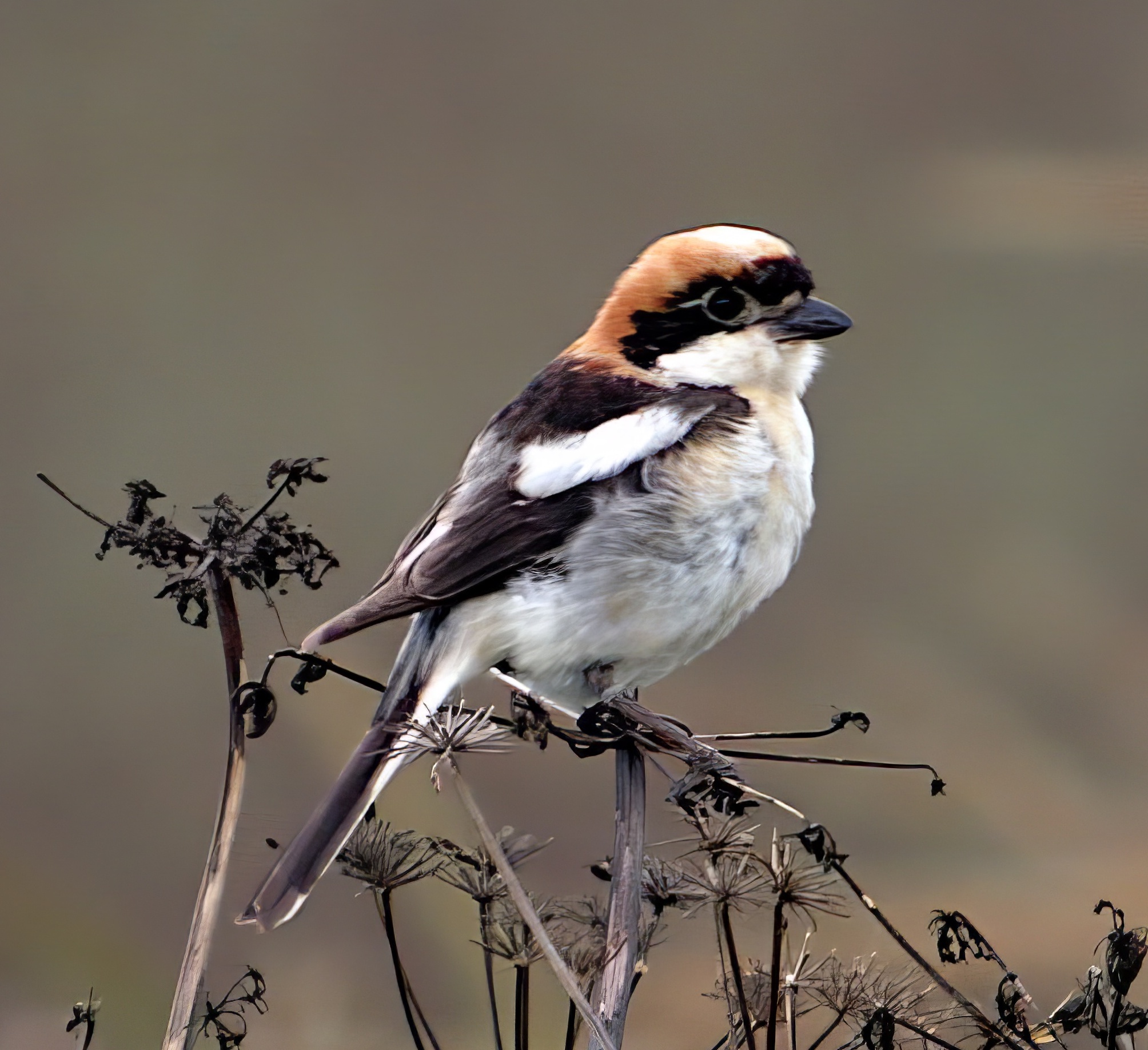 WoodchatShrike 070806 Wainfleet DEades topaz enhance