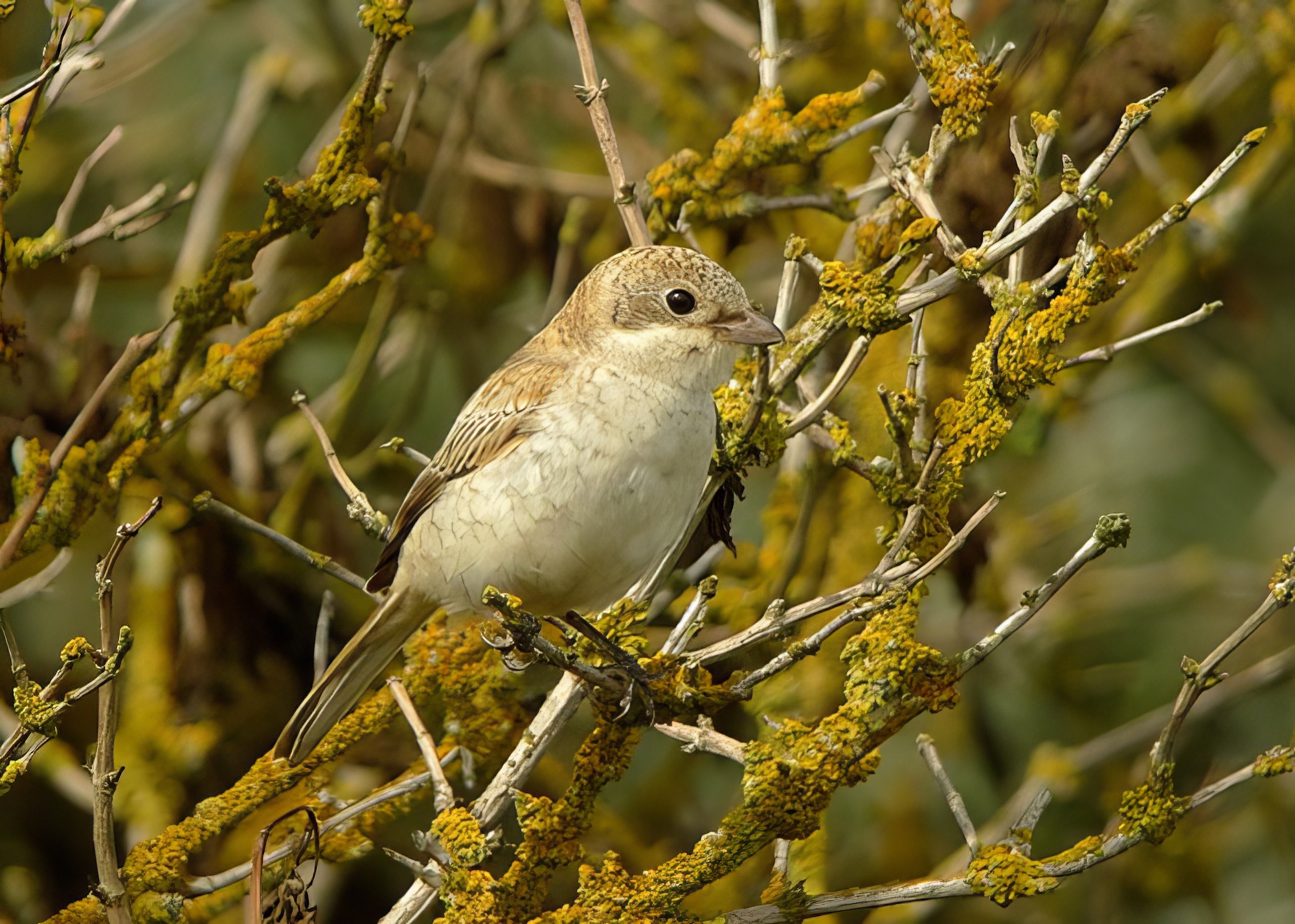 WoodchatShrike 170813 GibraltarPoint PNeale topaz enhance