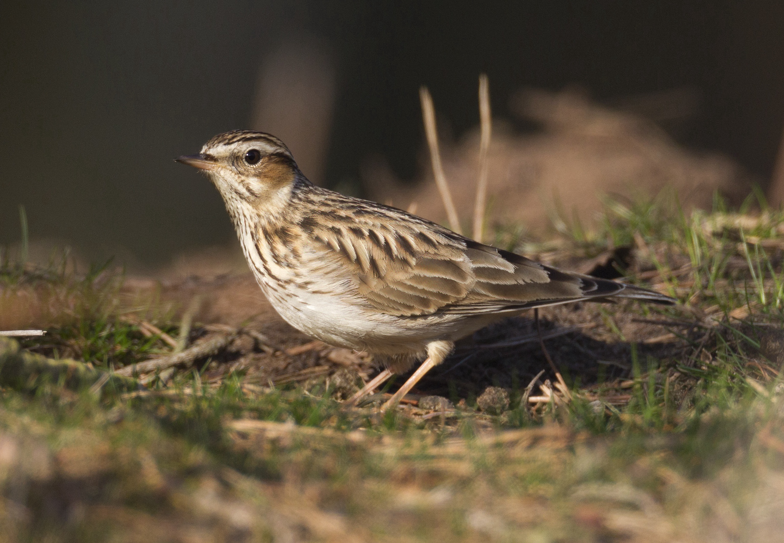 Woodlark Feb2012 LaughtonForest GPCatley