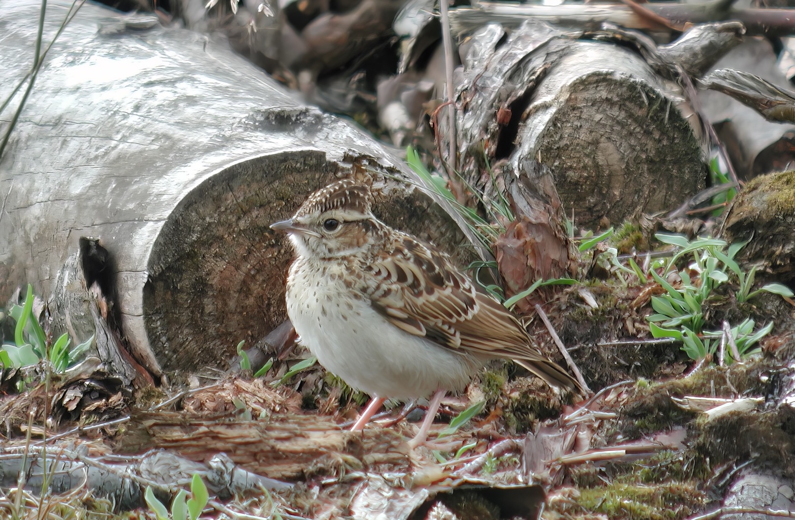 Woodlark Juv 270604 Laughton GPCatley topaz denoise enhance