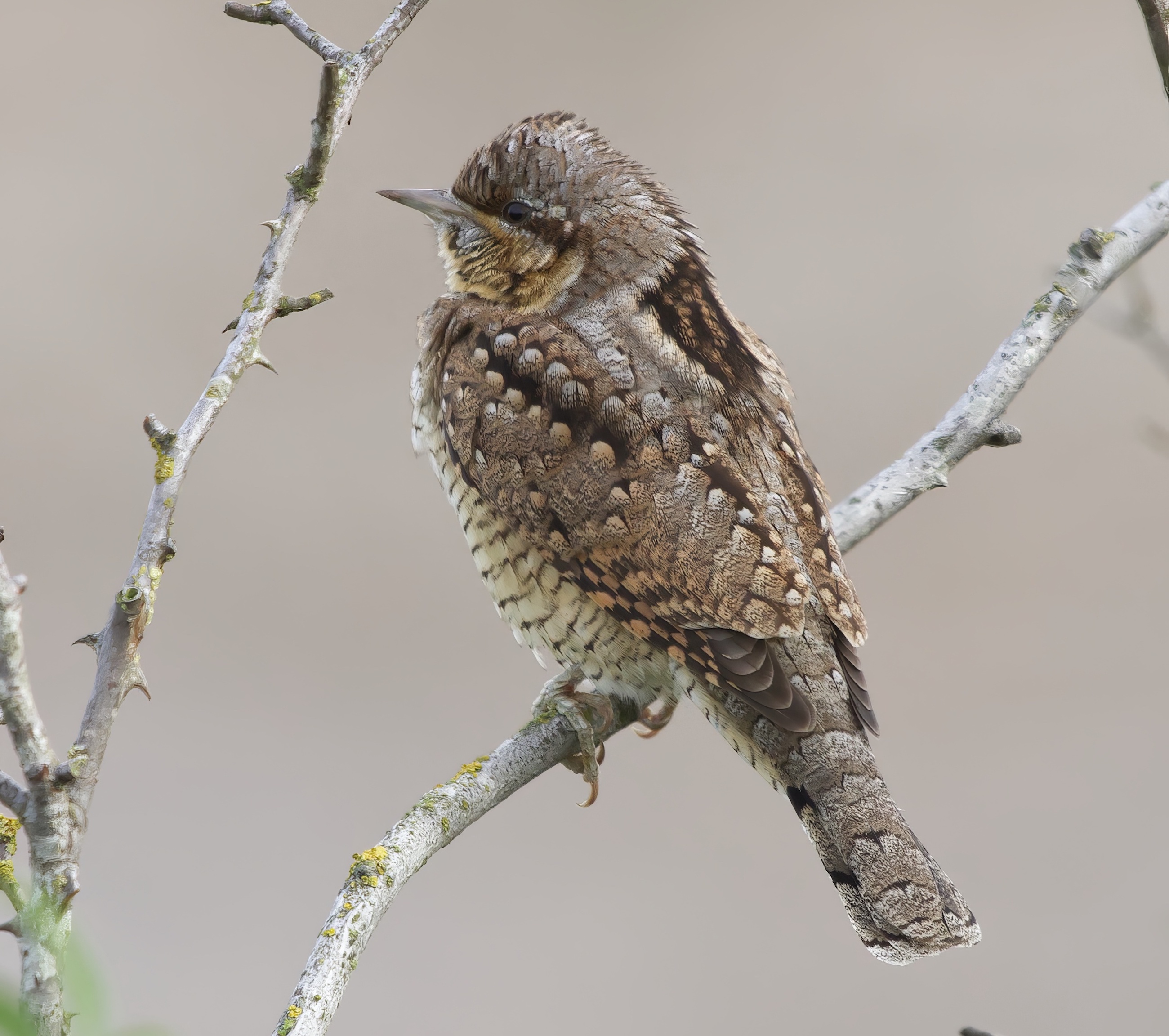 Wryneck 010913 FramptonMarsh NeilSmith topaz enhance