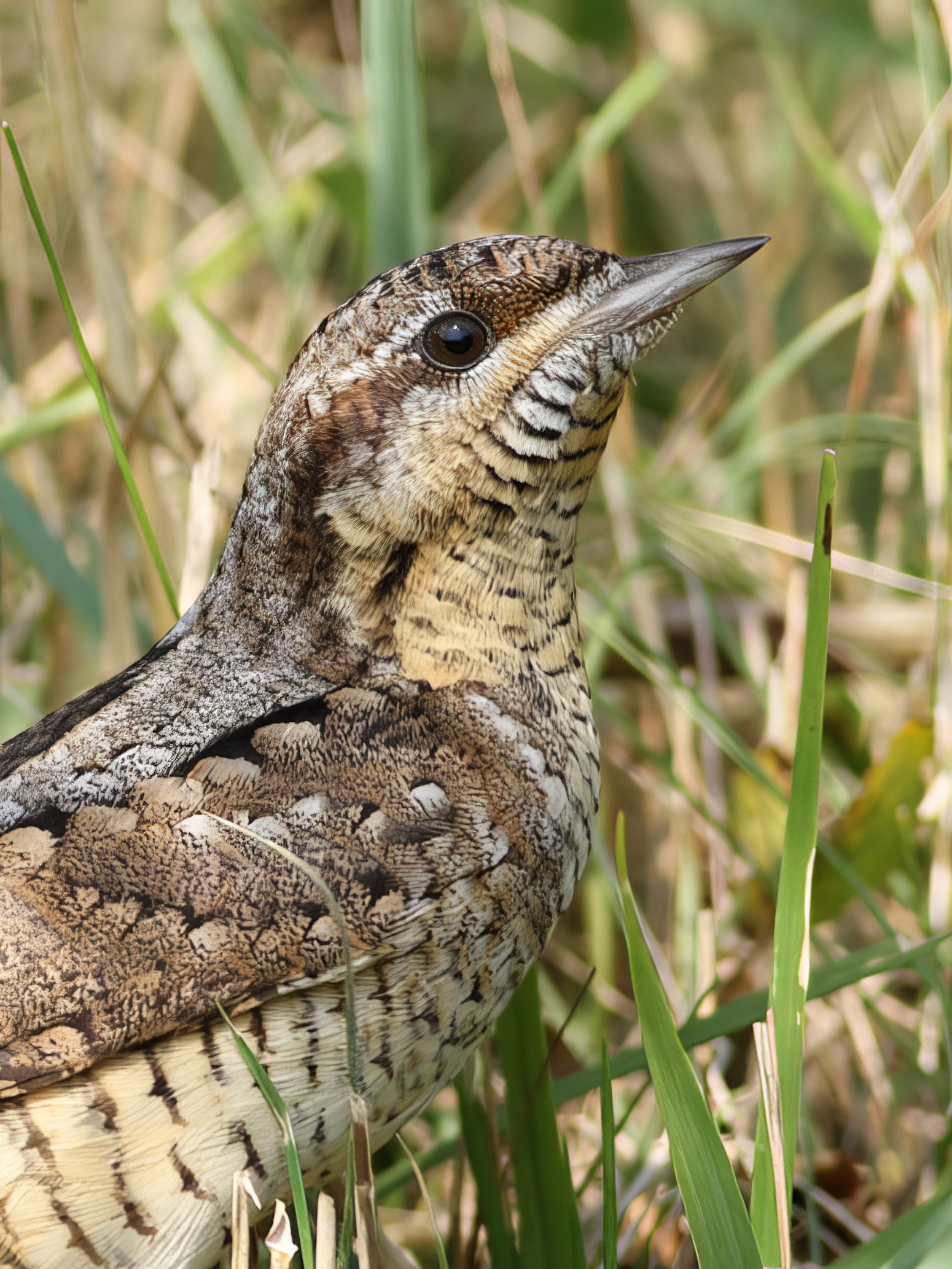 Wryneck 280813 FramptonMarsh RHayes topaz enhance