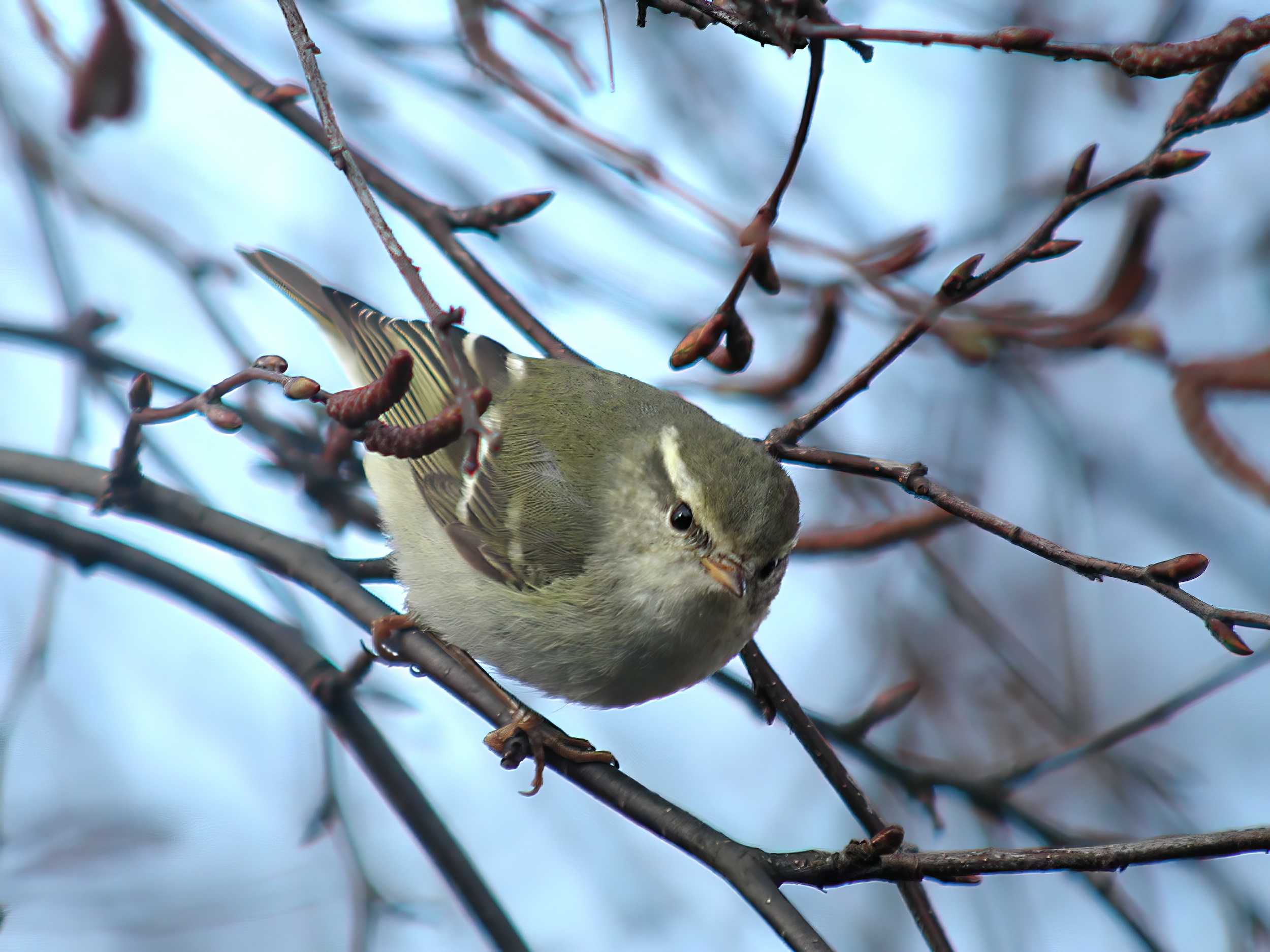 YellowBrowedWarbler 040304 Louth GPCatley topaz enhance