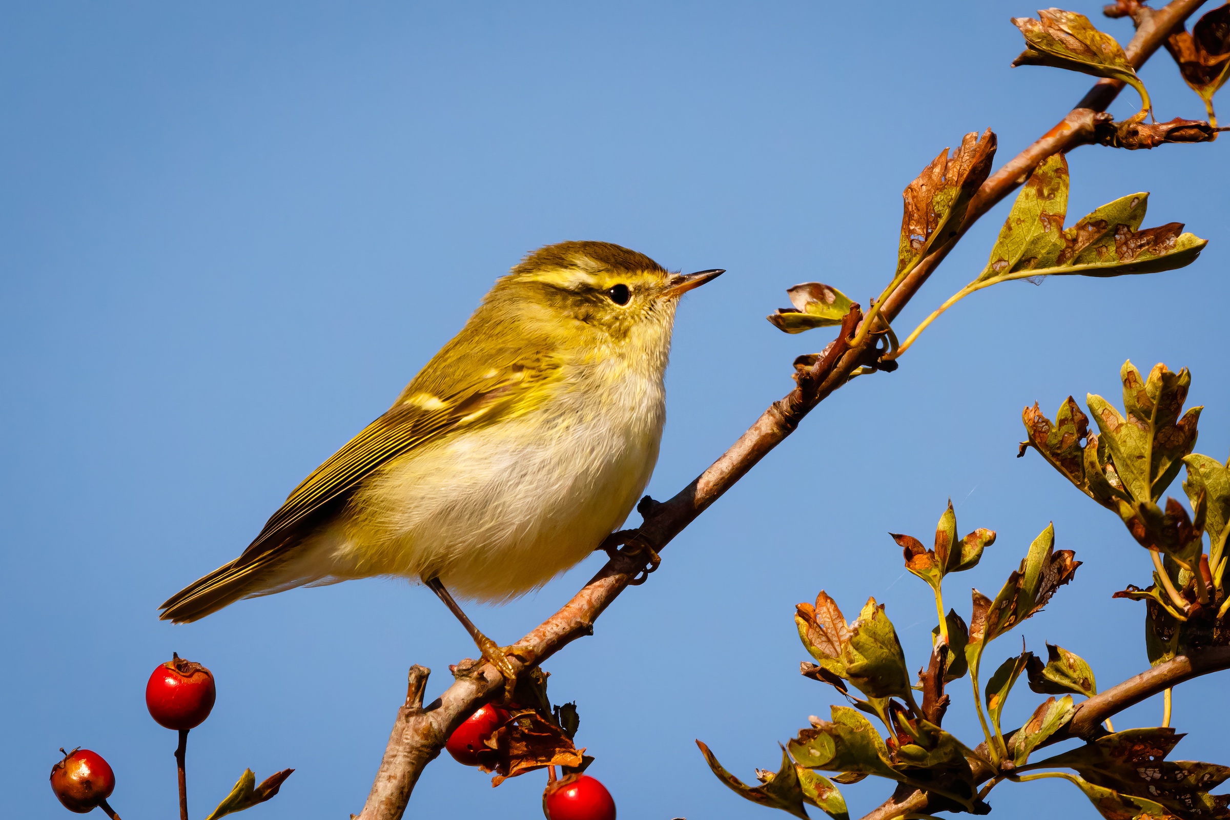 YellowBrowedWarbler 041016 Donna Nook JRClarkson topaz enhance