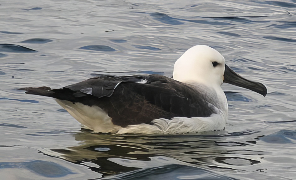 YellowNosedAlbatross2 030707 Manton PCondon topaz enhance