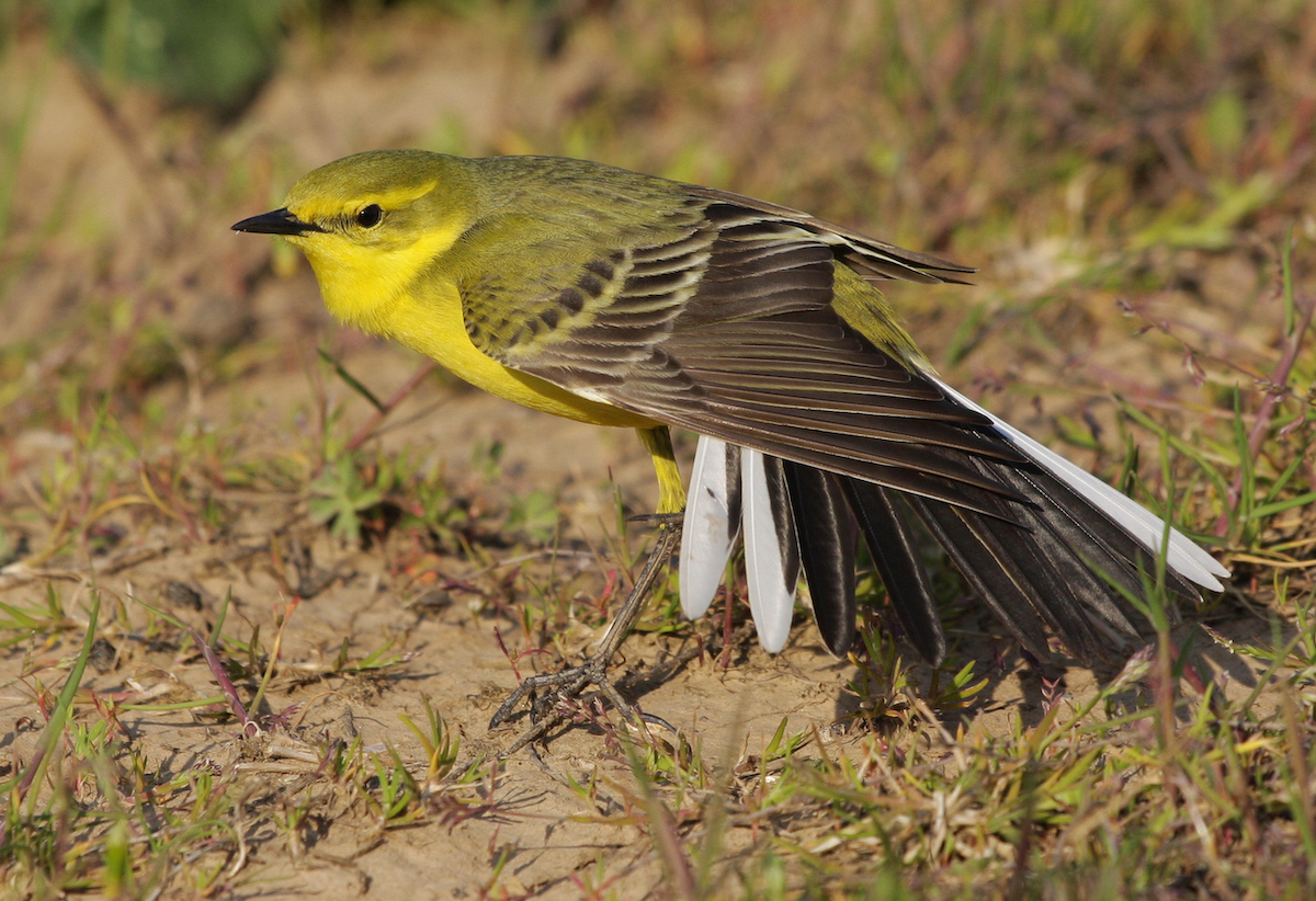 YellowWagtail 040510 FramptonMarsh NeilSmith