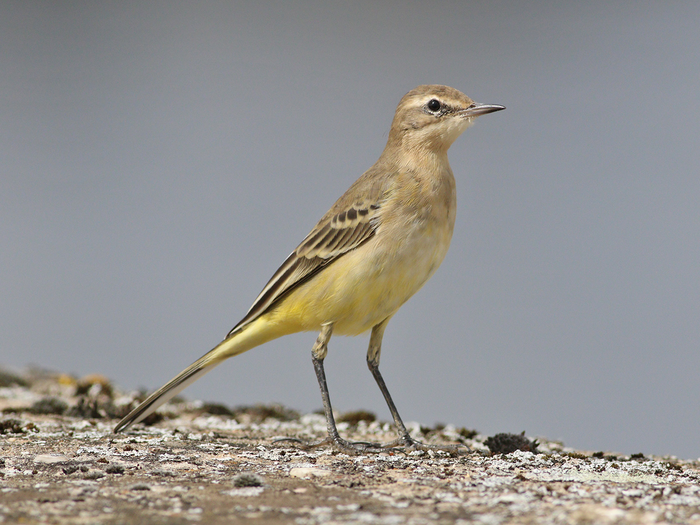 YellowWagtail CadneyRes 15.08.16 RDH