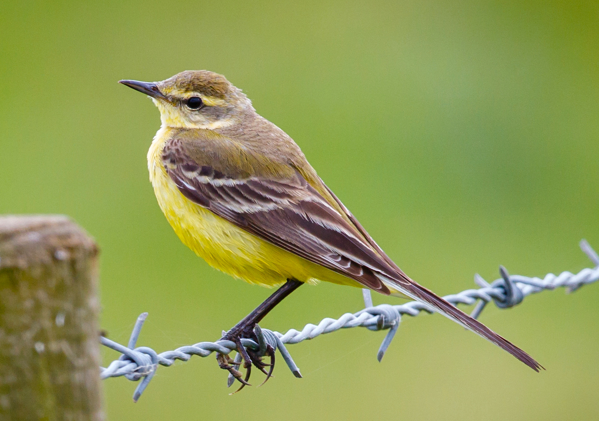 Yellow Wagtail 150516 Saltfleetby JRClarkson 2726