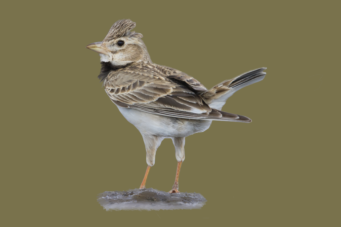 calandra lark