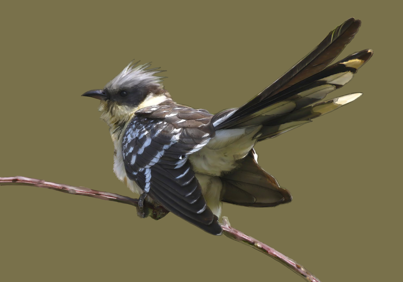 great spotted cuckoo