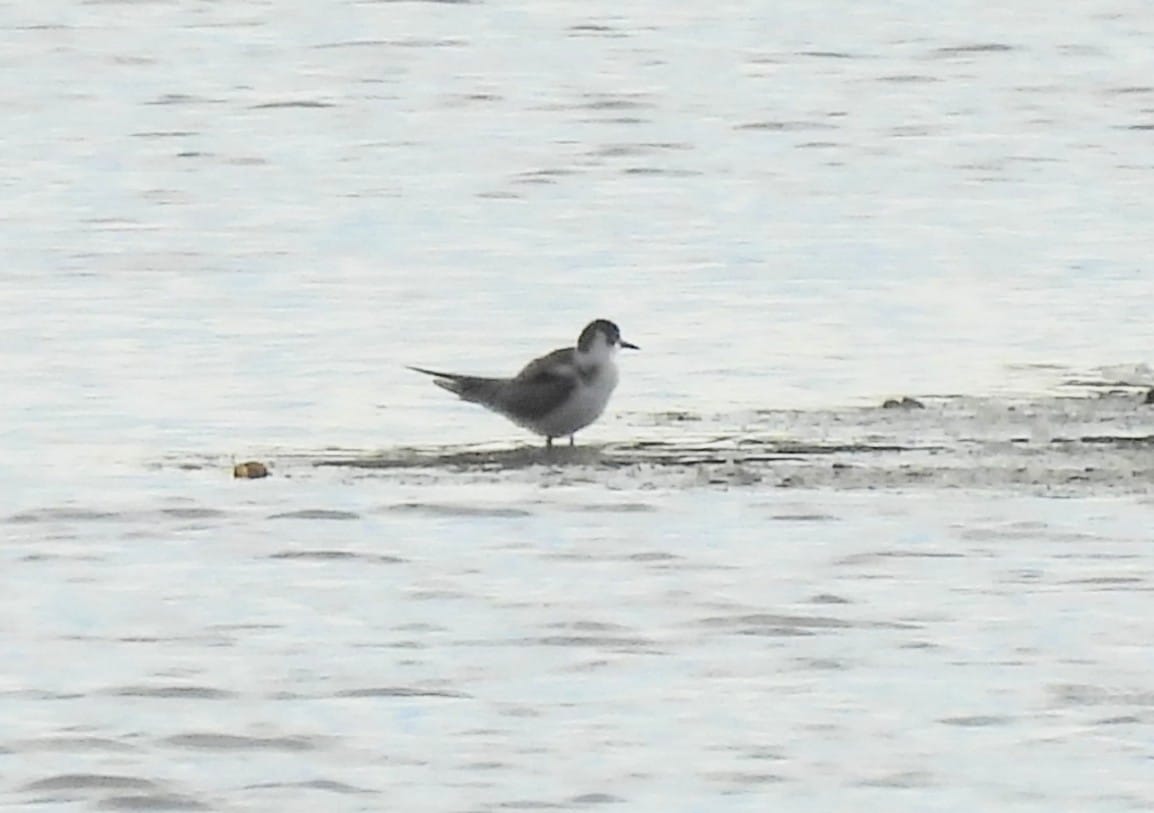 Black Tern