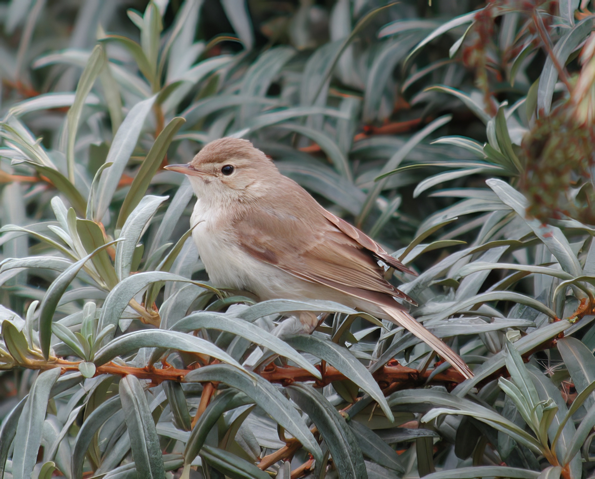 BootedWarbler1 060903 DonnaNook GPCatley topaz enhance