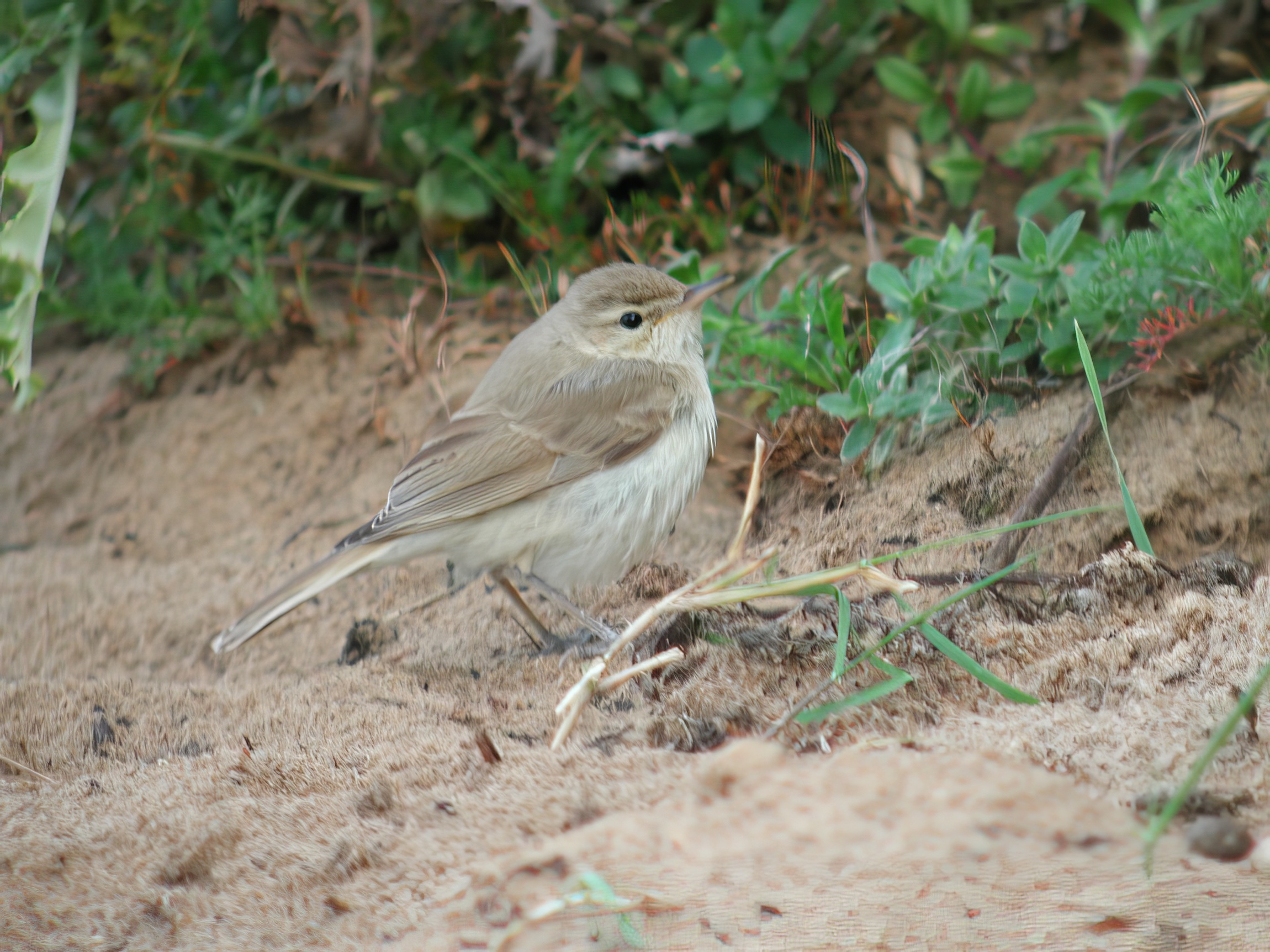 BootedWarbler2 060903 DonnaNook GPCatley topaz enhance