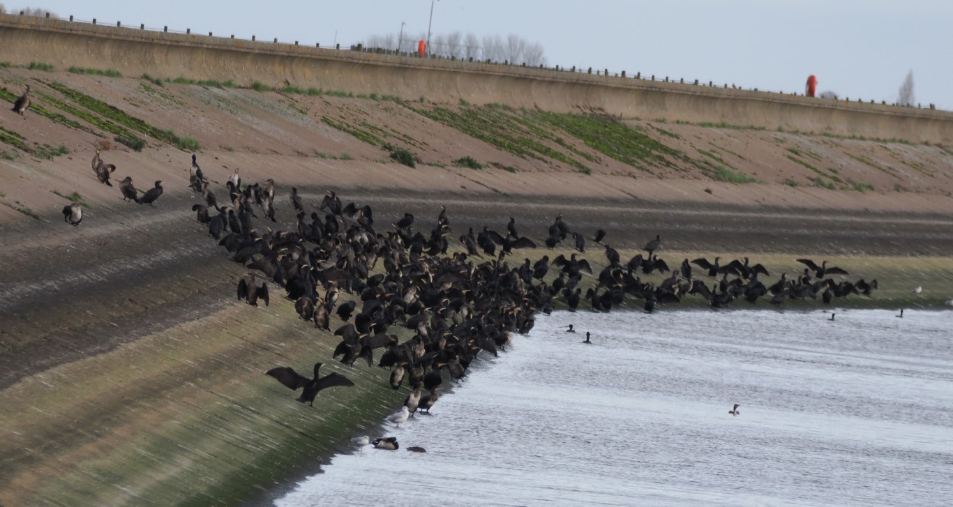 CA Cov 201125 Medium