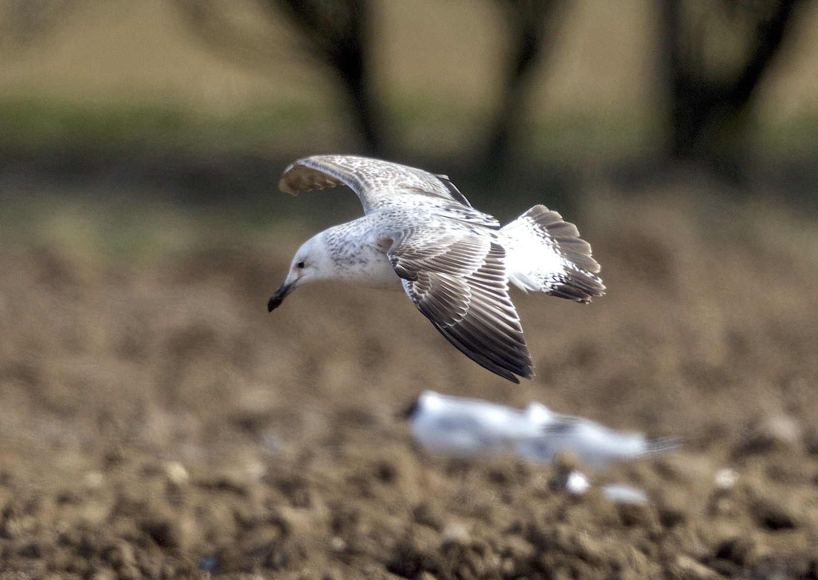 CaspianGull 2CY BonbyTop April 2013 GPCatley