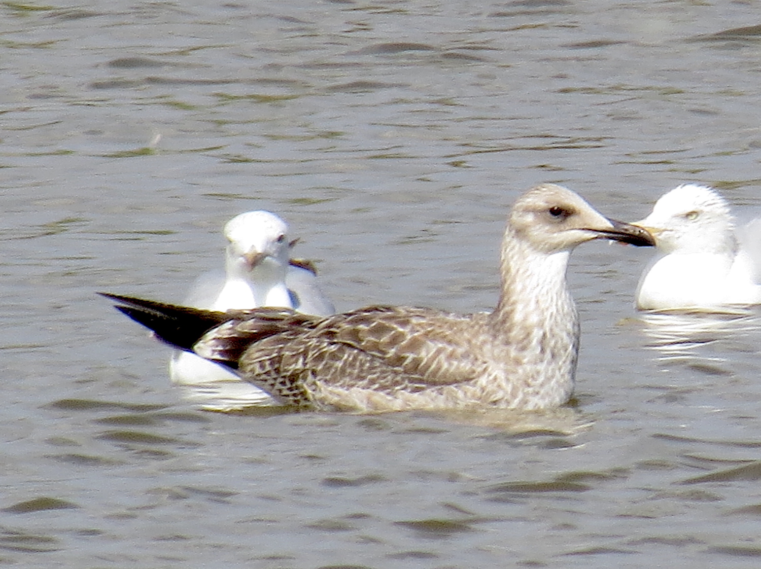 CaspianGull Juv 060818 MiddlemarshFm NALound