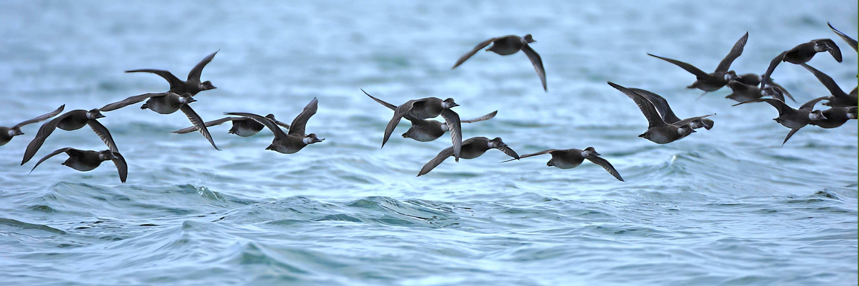Common Scoter 180910 The Wash SteveKeightley topaz enhance