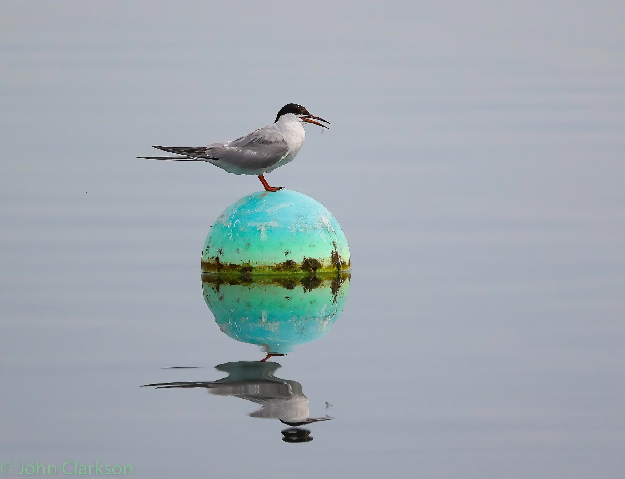 Common tern covenham 15th Aug