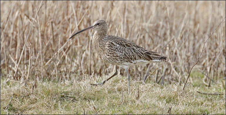 Curlew Steve Nikols April 2018