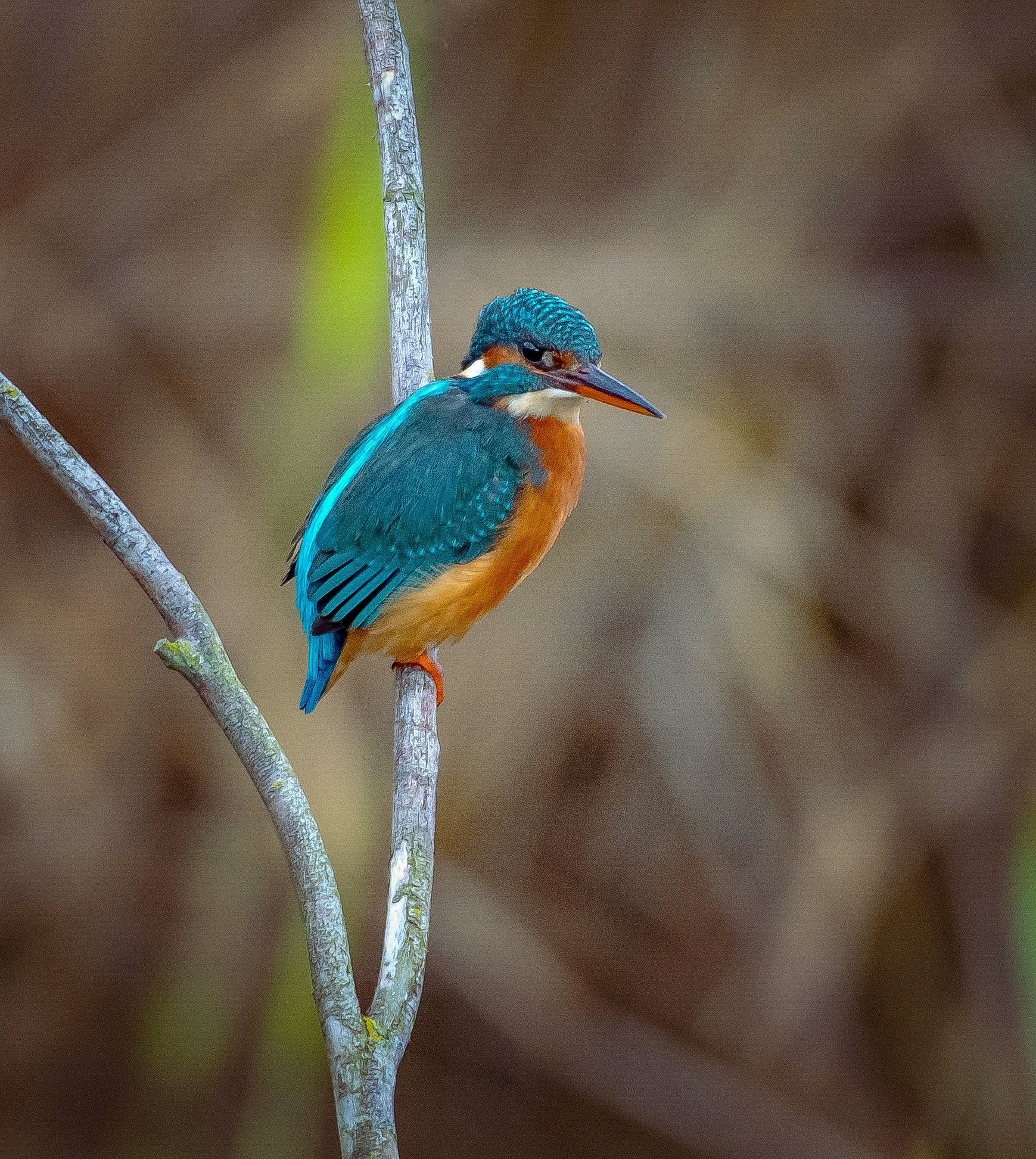 DSC 5838 KINGFISHER FEMALE FAR INGS 12 11 25