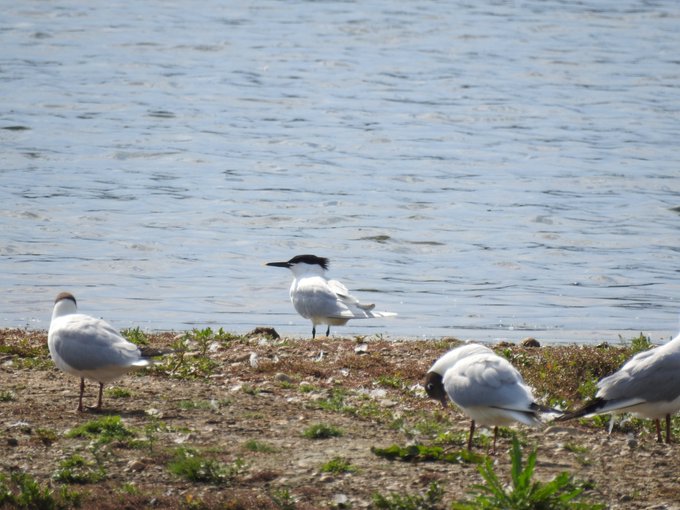 Sandwich Tern