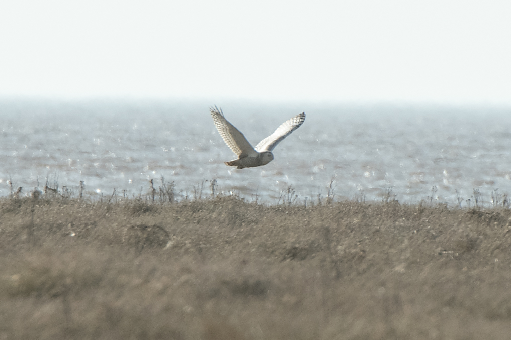 FR Snowny Owl