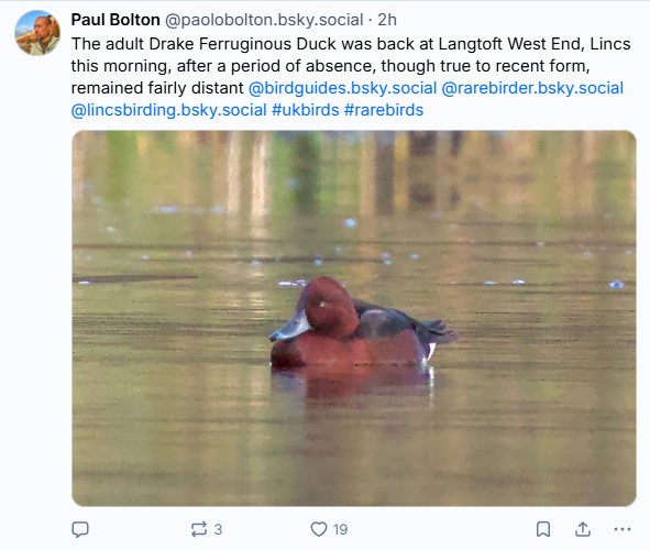 Ferruginous Duck Bluesky