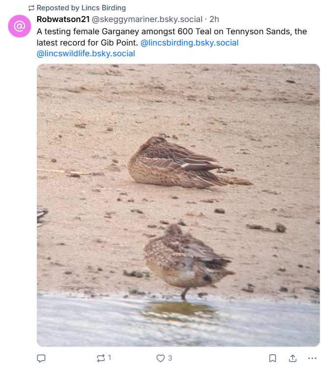 Gib Garganey