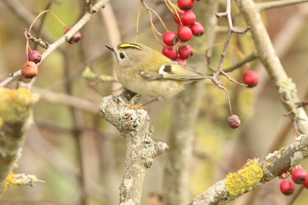 Goldcrest DN