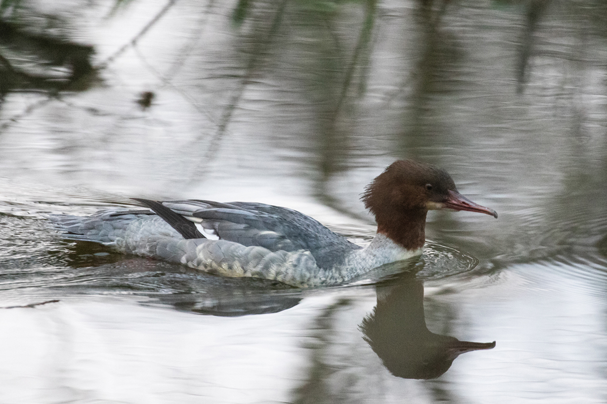 Goosander17 12 23 1578