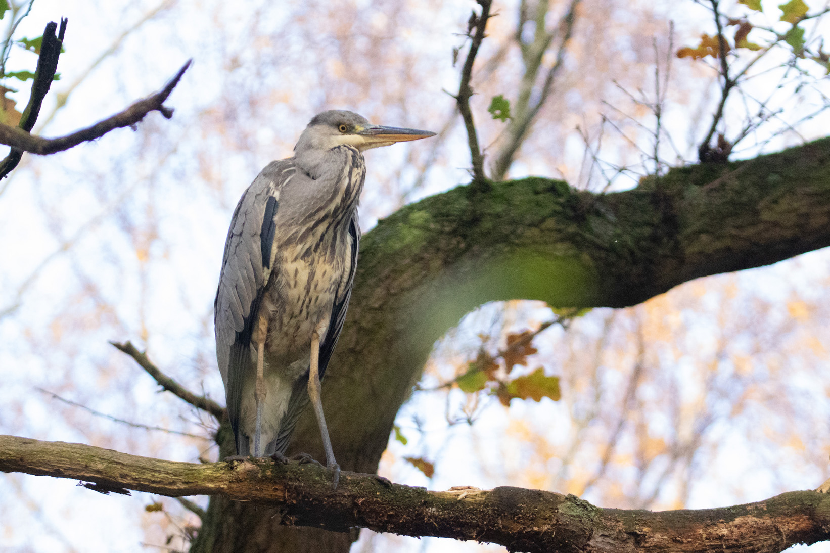 Grey Heron06 12 22 3862