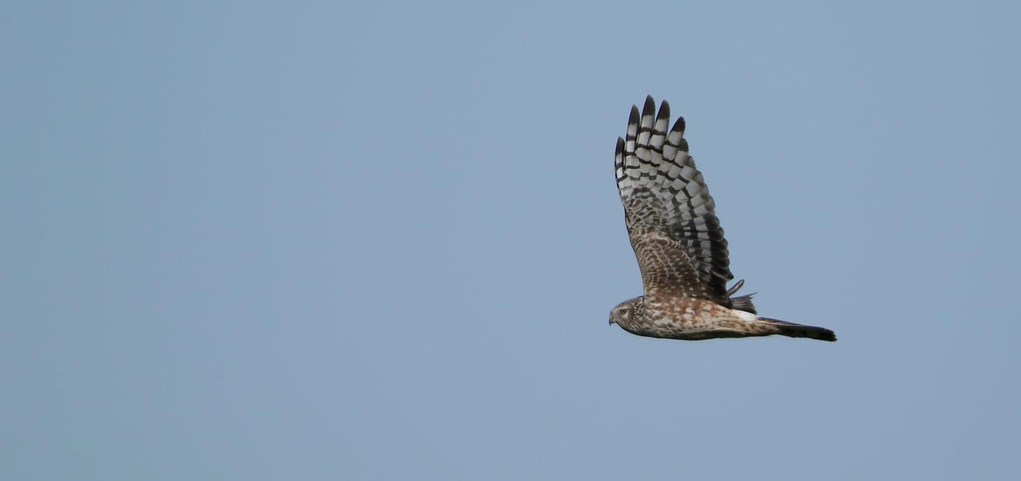 Hen HarrierIMG 500192