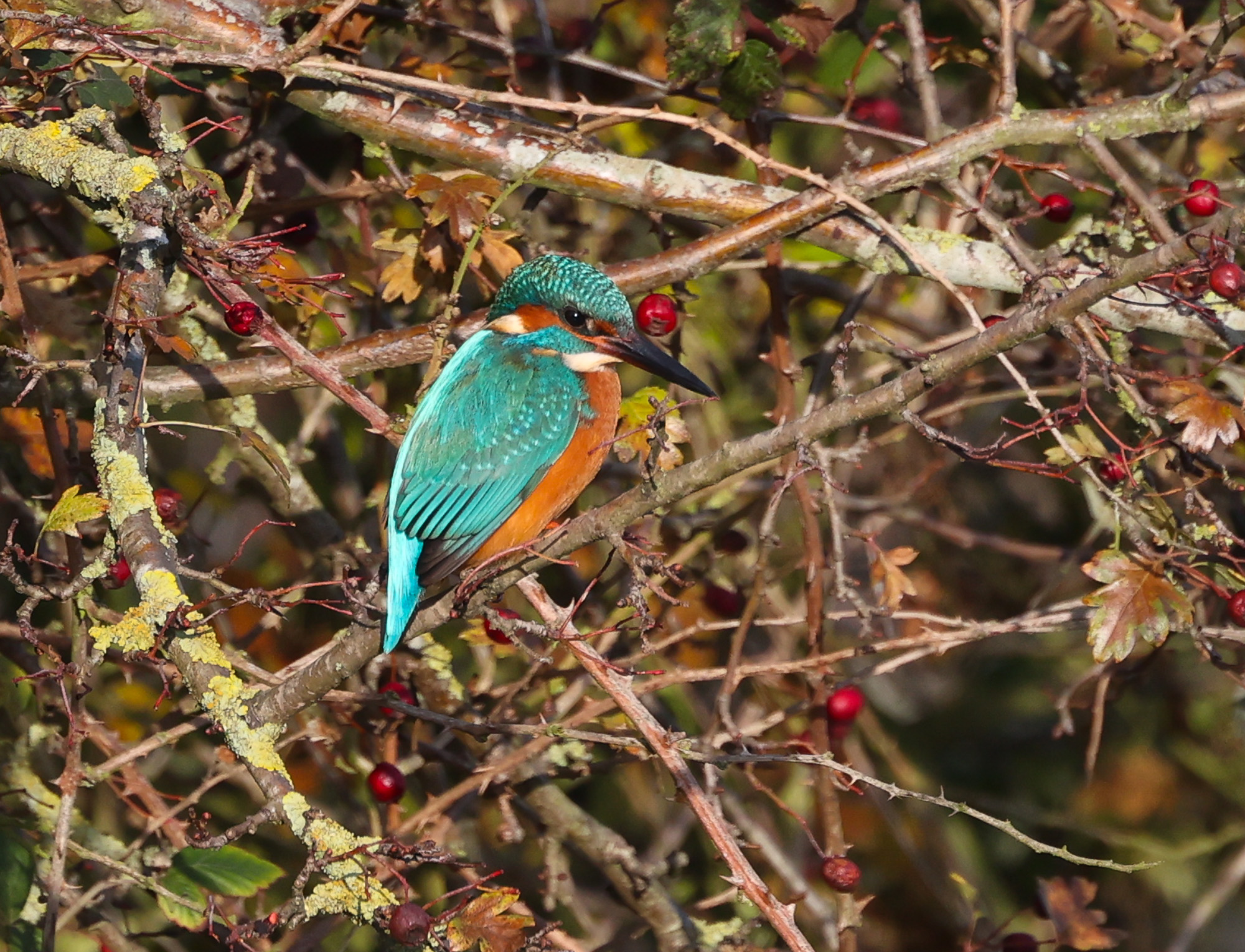Kingfisher louth 17th Dec