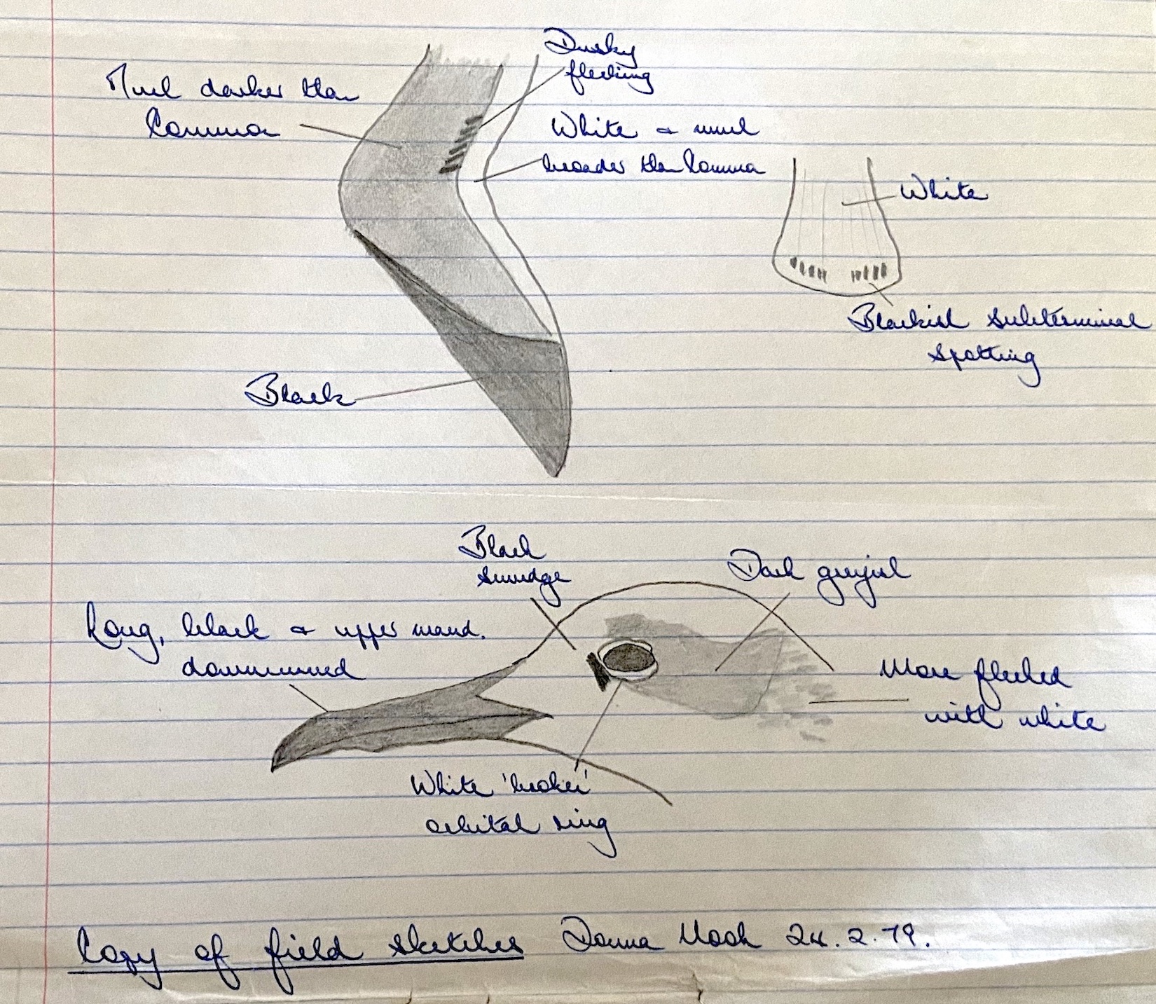 LaughingGull 240279 DonnaNook SLorand