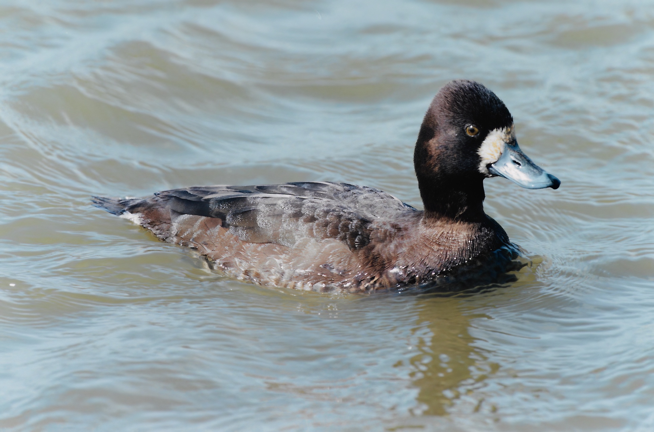 LesserScaup 050499 CleethorpesCP Iain Leach topaz denoise