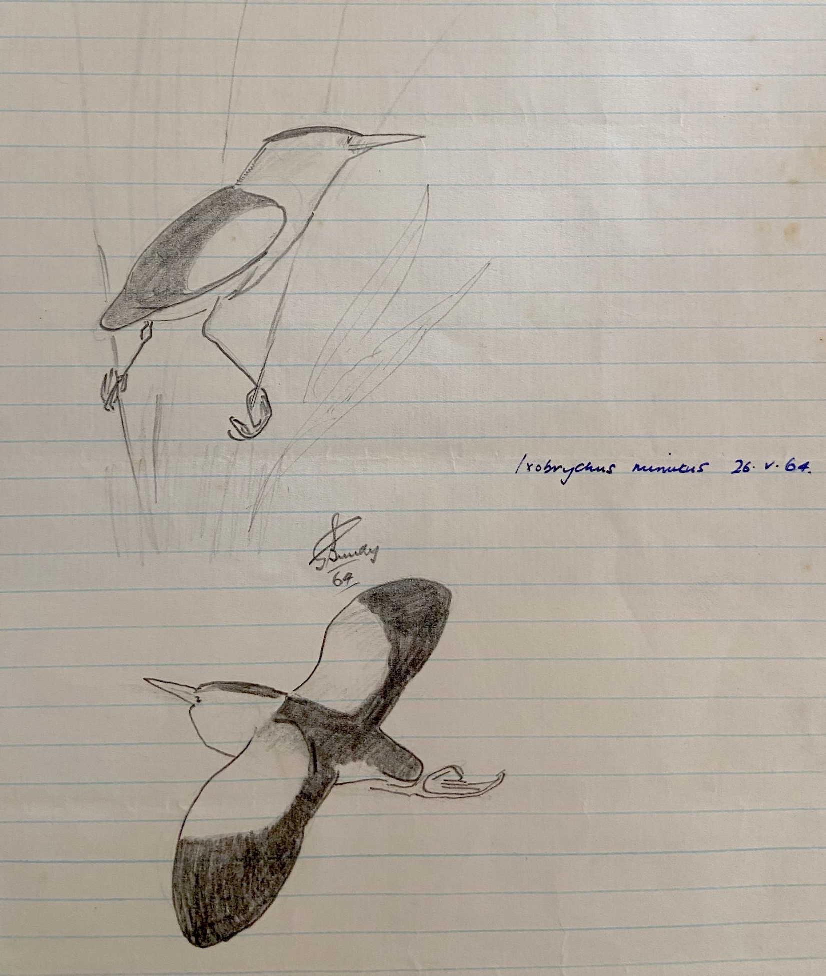 LittleBittern 210654 ChapelPits GBundy